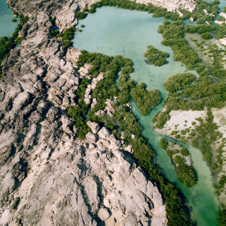 البيئة والاستدامة في الوثائقي السعودي هورايزن الذي وصل للعالمية