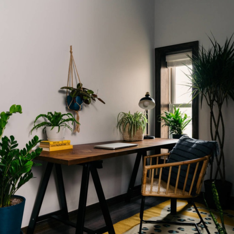 النباتات المنزلية تعمل على زيادة الإنتاجية