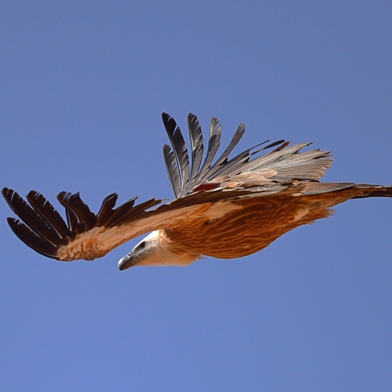 نسر غريفون أثناء التحليق