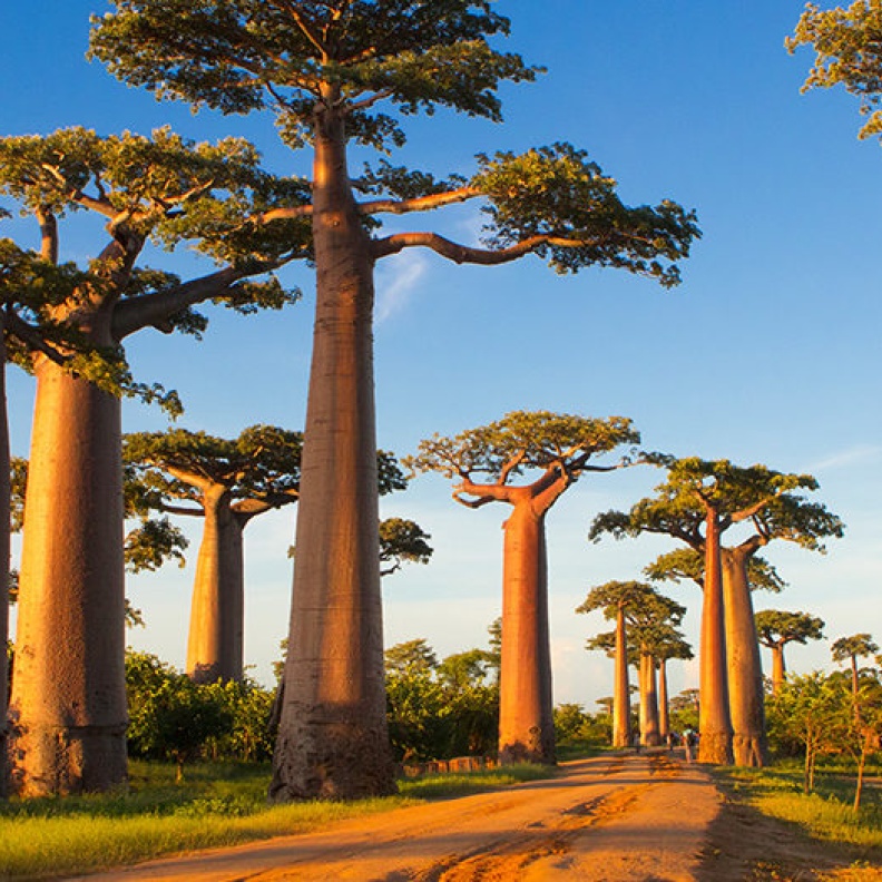 طريق الباوباب (Avenue of the Baobabs)