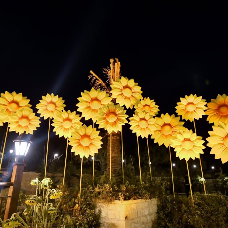 دوار الشمس حاضر في أعراس الخريف