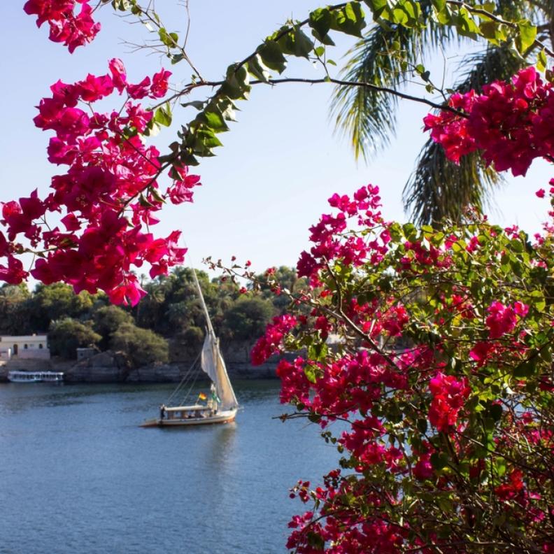 جزيرة النباتات Aswan Botanical Gardens