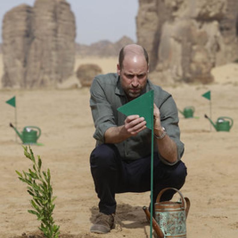 العُلا تزرع مليون نبتة محلية تعزّز من خلالها الاستدامة وتعيد إحياء الطبيعة