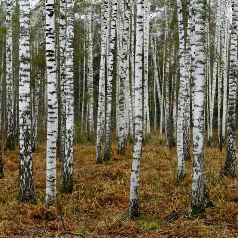 العثور على فتاة صغيرة تاهت في غابات سيبيريا لمدة 6 أيام