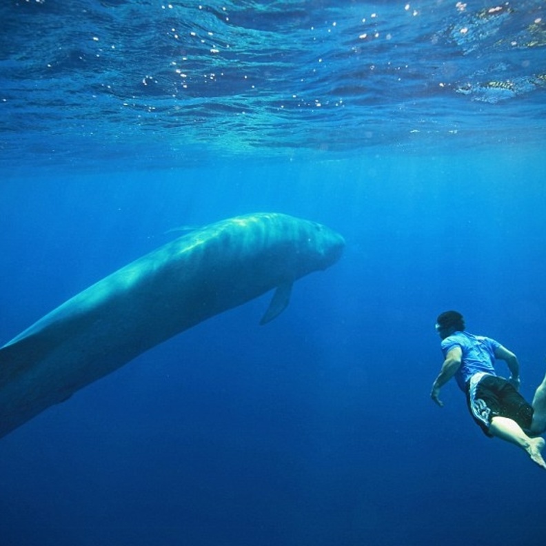 السباحة مع "الحوت الأزرق" 