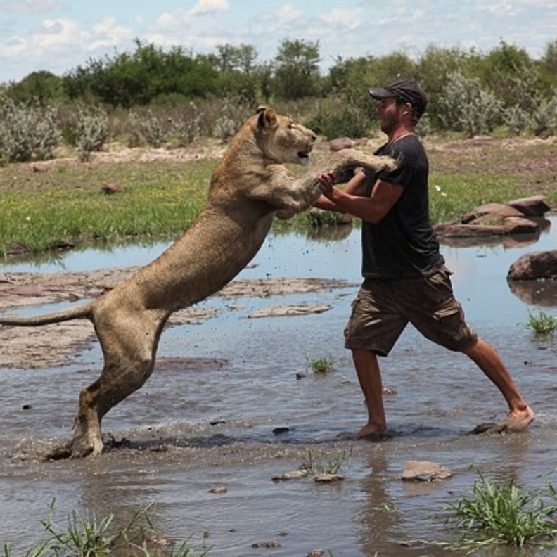 شاب أنقذ لبوة من الموت.. وعلمها الصيد 