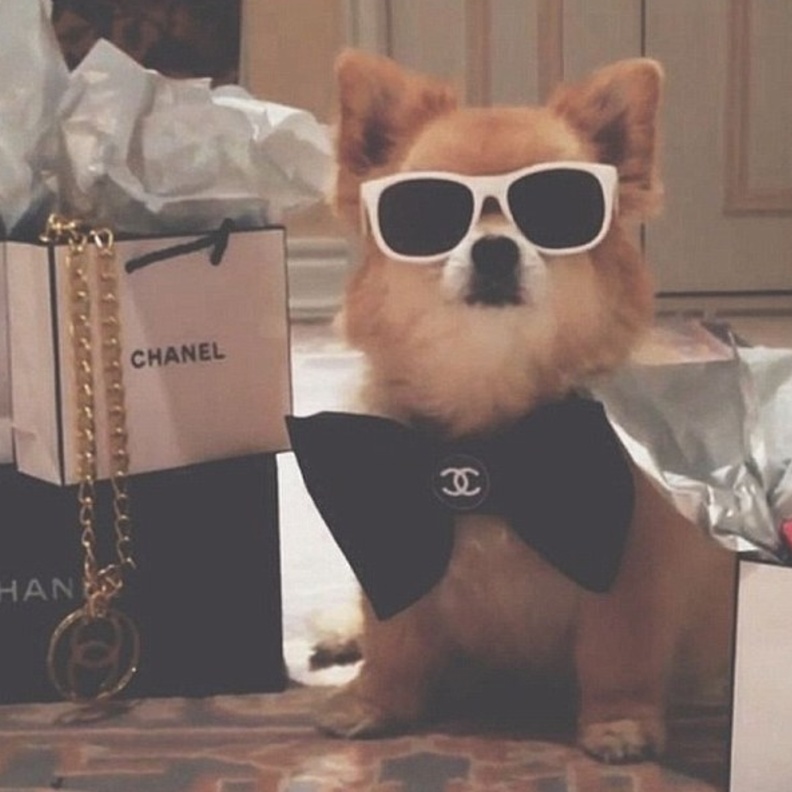 كلاب تعيش حياة مرفهة تفوق الخيال