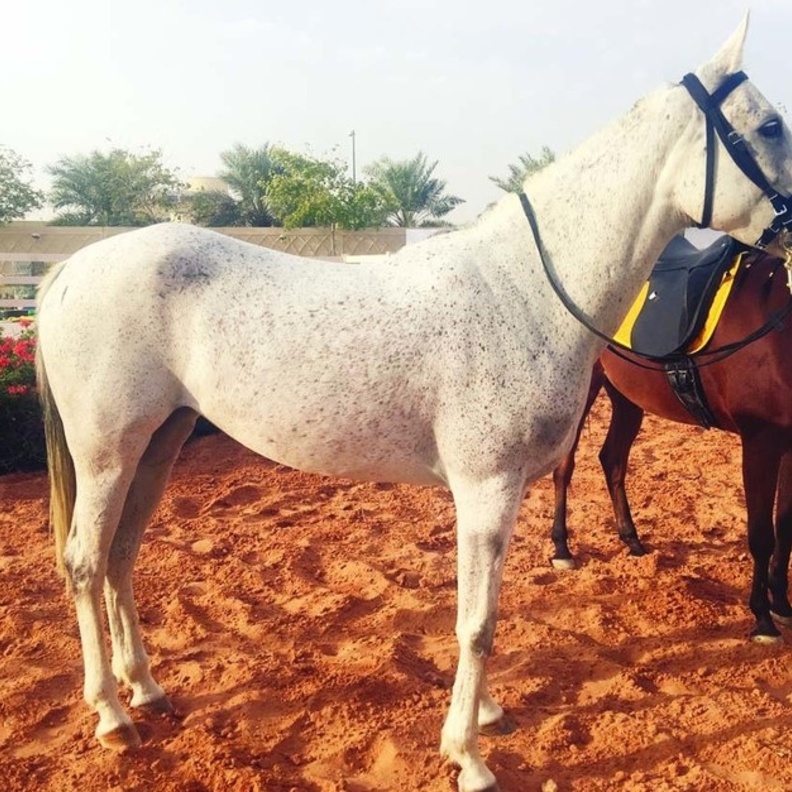 المنافسات أقيمت تحت رعاية الأميرة ريما بنت بندر بن سلطان وكيل الهيئة العامة للرياضة