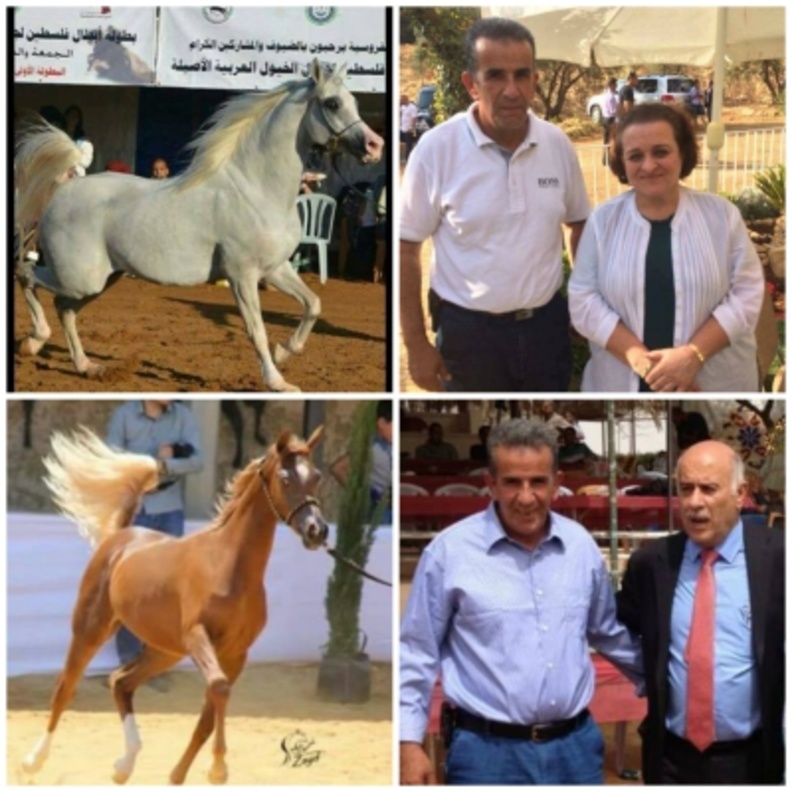 الاميرة عالية تفتتح بطولات الشرق الاوسط لجمال الخيول العربية 