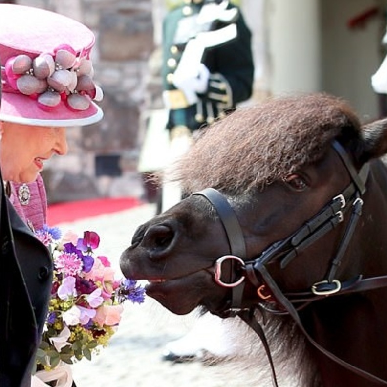 ملكة بريطانيا مع المهر كروتشان الرابع