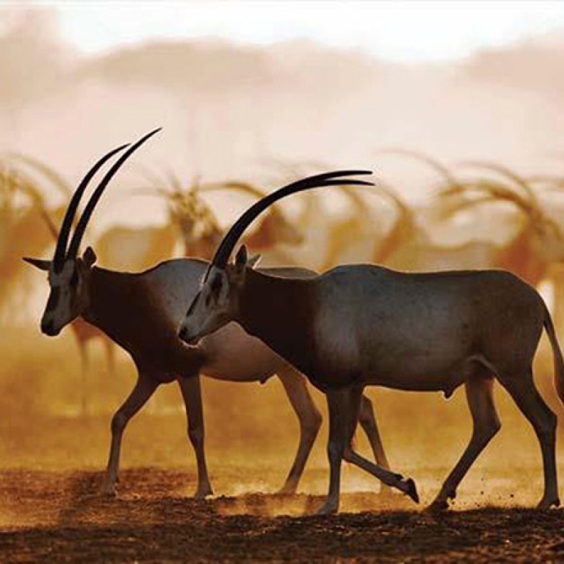 الوجهة الطبيعية البرية في إمارة أبوظبي