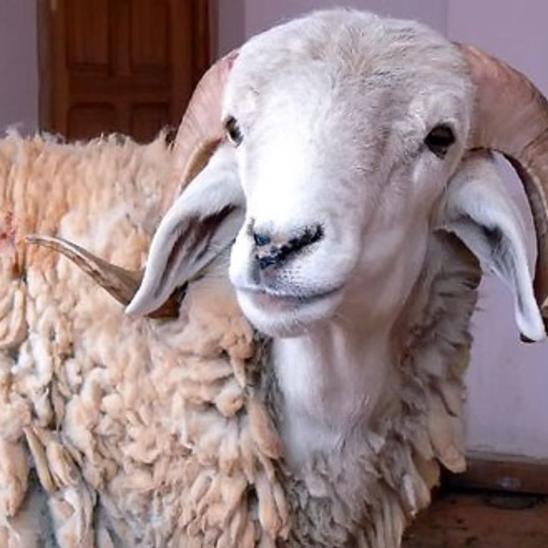 سعودي يشتري خروفاً بـ360 ألف ريال