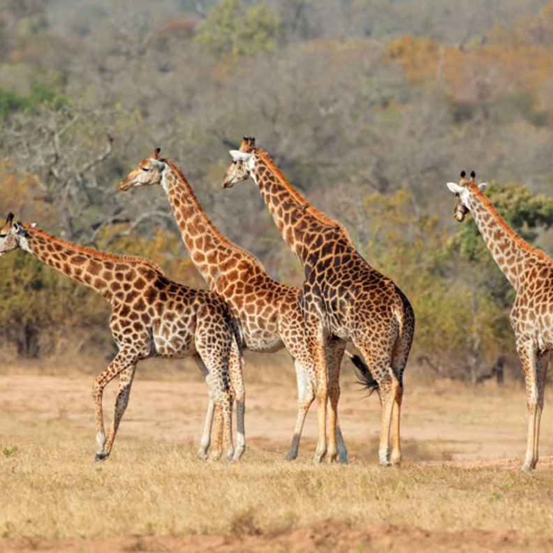 دليلك لقضاء رحلة سفاري رائعة في جنوب أفريقيا