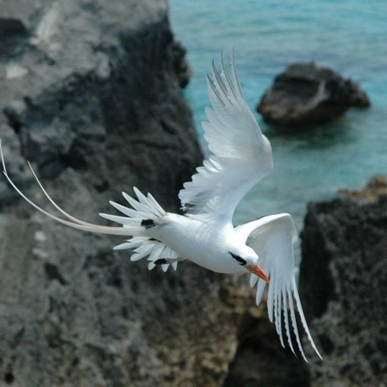 برمودا جزيرة الشعراء