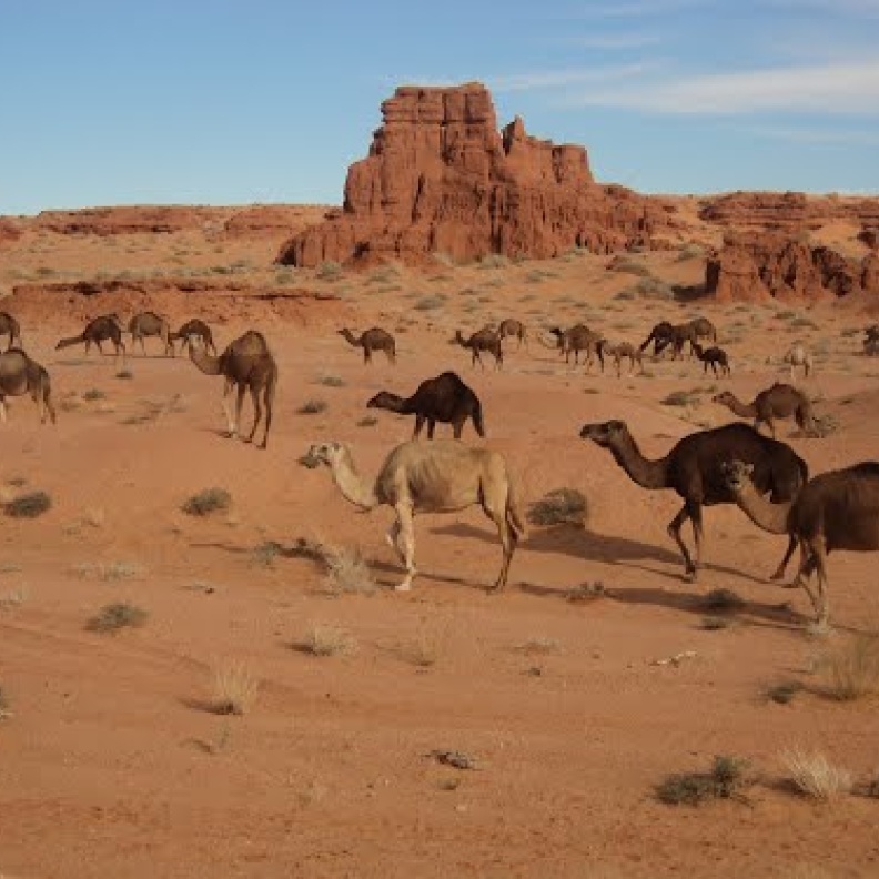 بالفيديو: قطار يصطدم بجمال في الصحراء