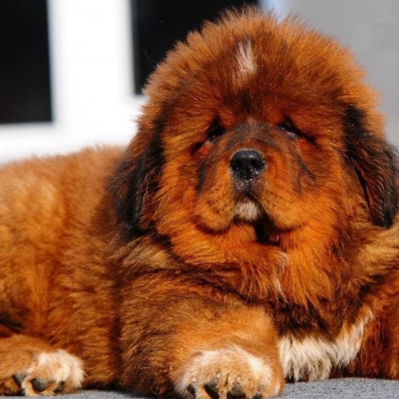 جرو Tibetan Mastiff يتصدر قائمة أغلى كلاب العالم