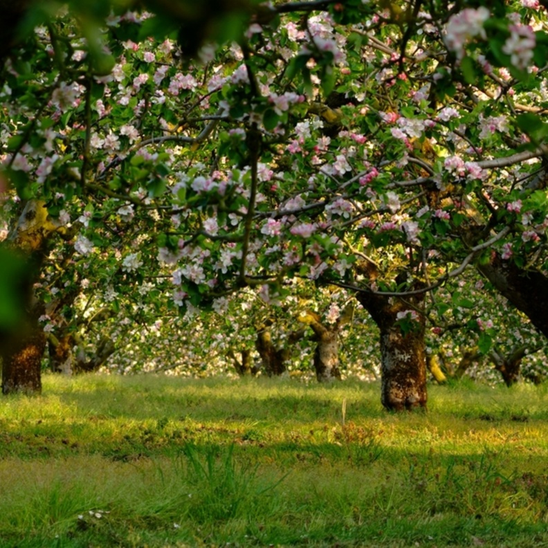 Armagh Apple Orchards