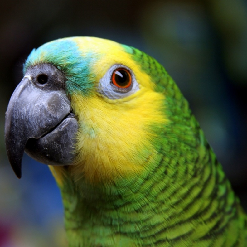 بالفيديو: ببغاء يقرأ القرآن الكريم