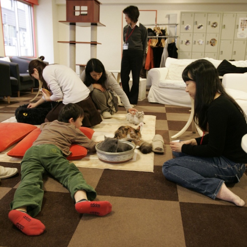 مقهى للعب مع القطط في نيويورك 