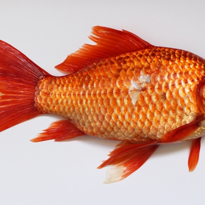 بالفيديو.. سمكة مُعدّة للأكل تقفز من طبق التقديم