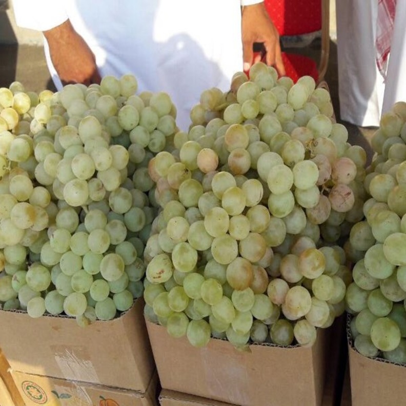 مهرجان العنب الثاني يشهد العديد من الفعاليات الترفيهية