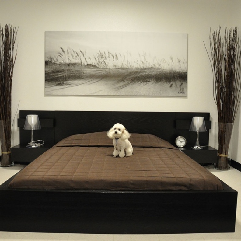 موضة جديدة في الكويت.. فنادق فاخرة للكلاب