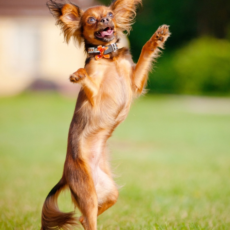 بالفيديو: كلب يقدم وصلة رقص شرقي!