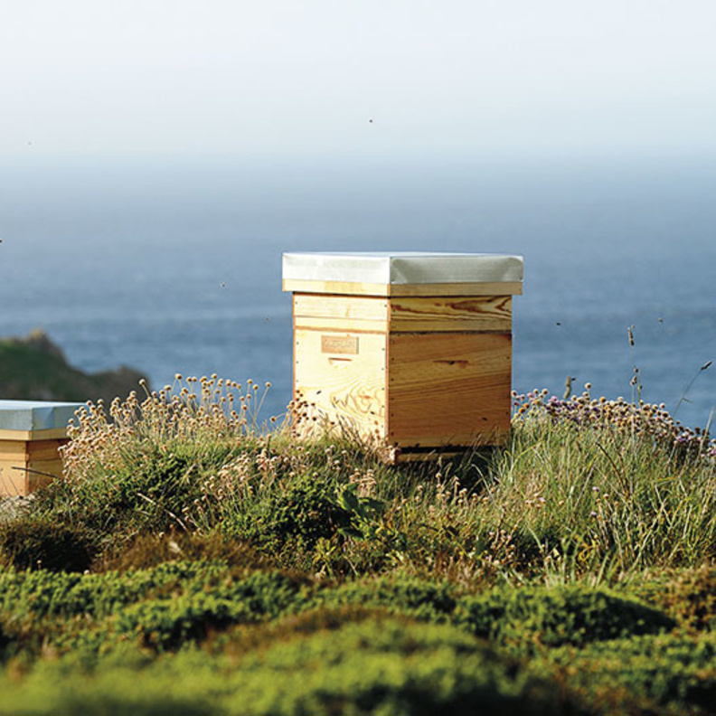 كريم العينَين