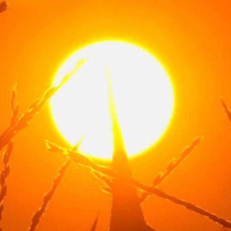 الأرصاد حذرت من الطقس الحار على مناطق شرق ووسط وأجزاء من غرب المملكة