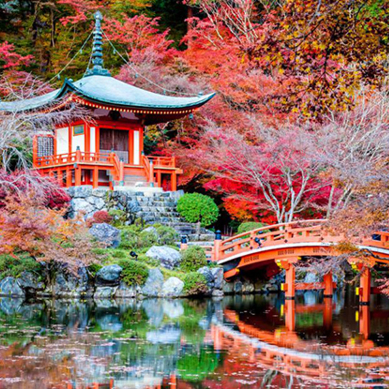 أجواء ساحرة في مدينة كيوتو خلال موسم تفتح زهر الكرز