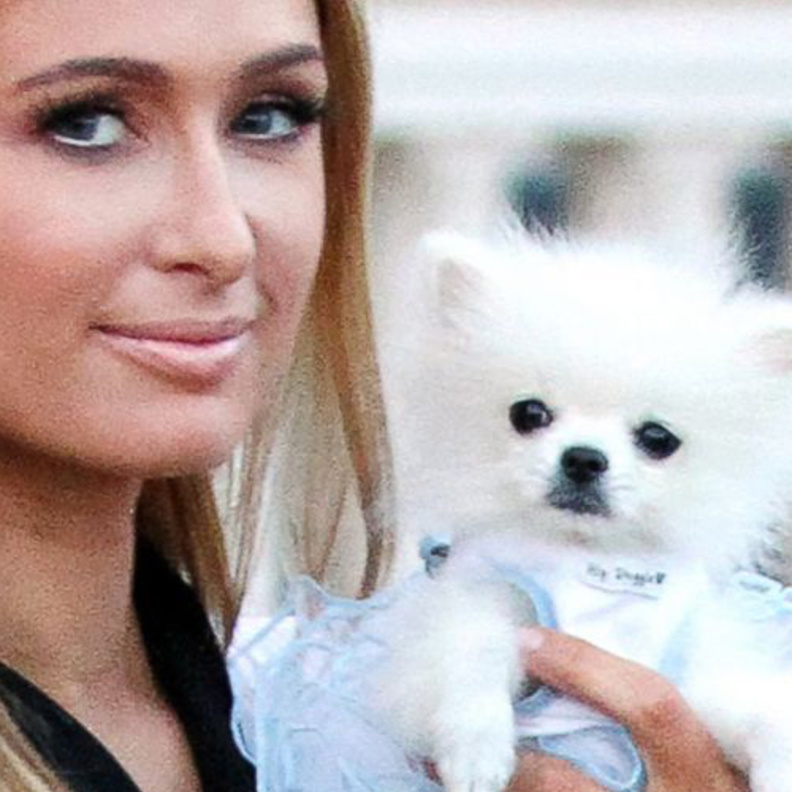 باريس هيلتون تنفق 25000 دولار على كلبين 