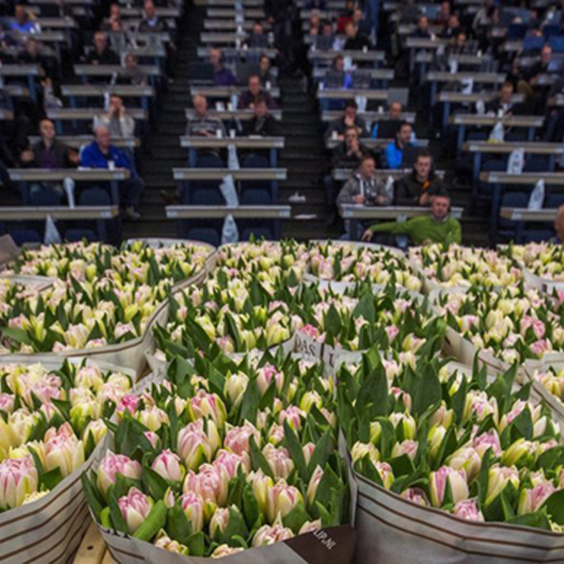 سوق الورود في هولندا مقصد للسواح