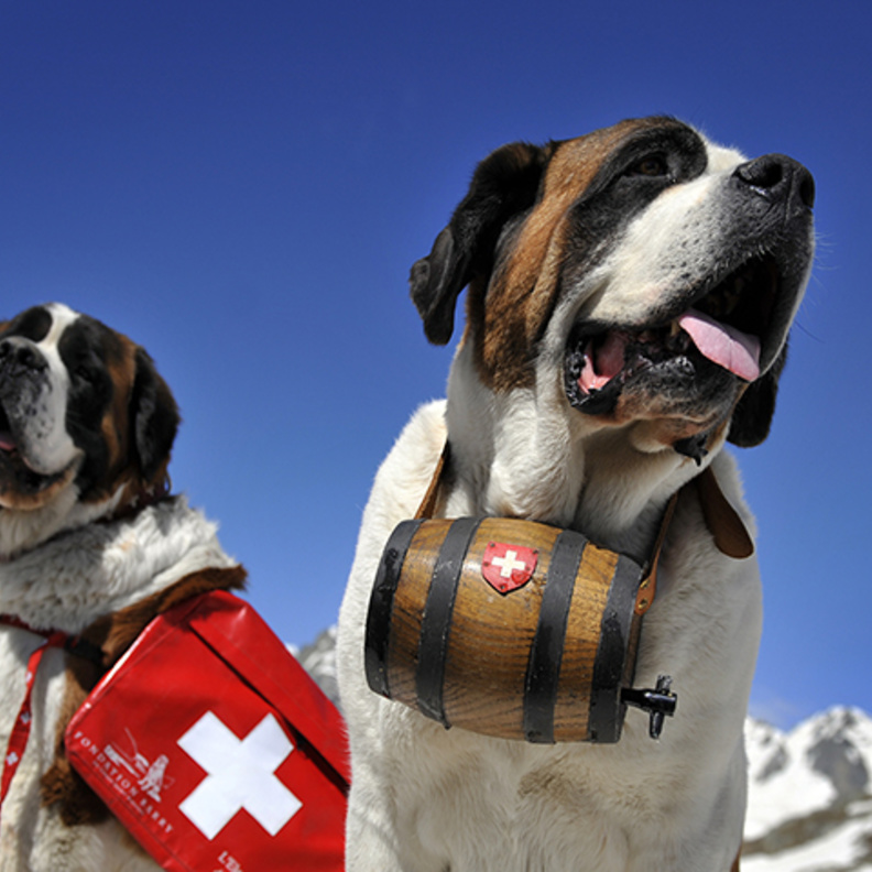 منع صور الـ"سيلفي" مع أشهر الكلاب السويسرية!