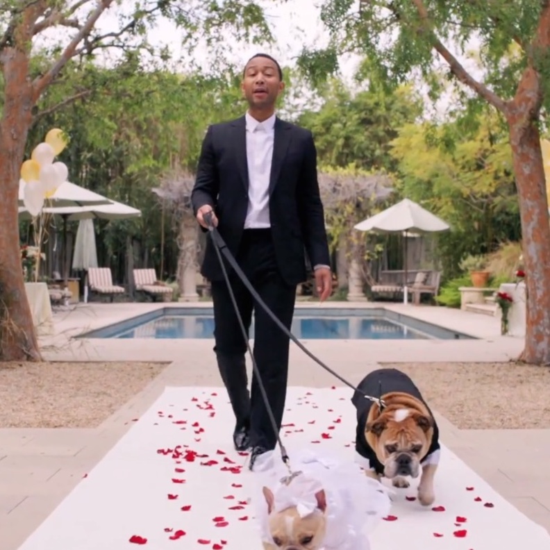 جون ليجند يقيم حفل زفاف غير عادي لكلبيه