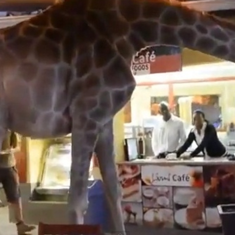بالفيديو: زرافة تتجول داخل مطعم