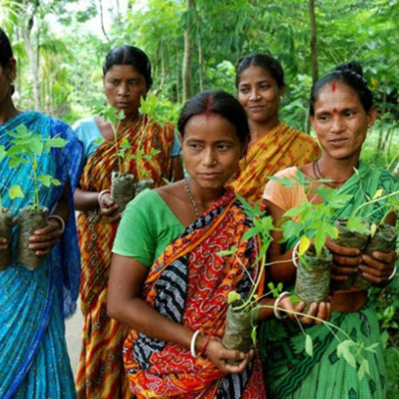 تتم زراعة 111 شجرة على شرف كل فتاة تُولد في قرية بيبلانتري الهندية