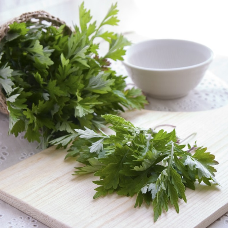 فوائد نبات الشيح الطبية لمرضى السرطان