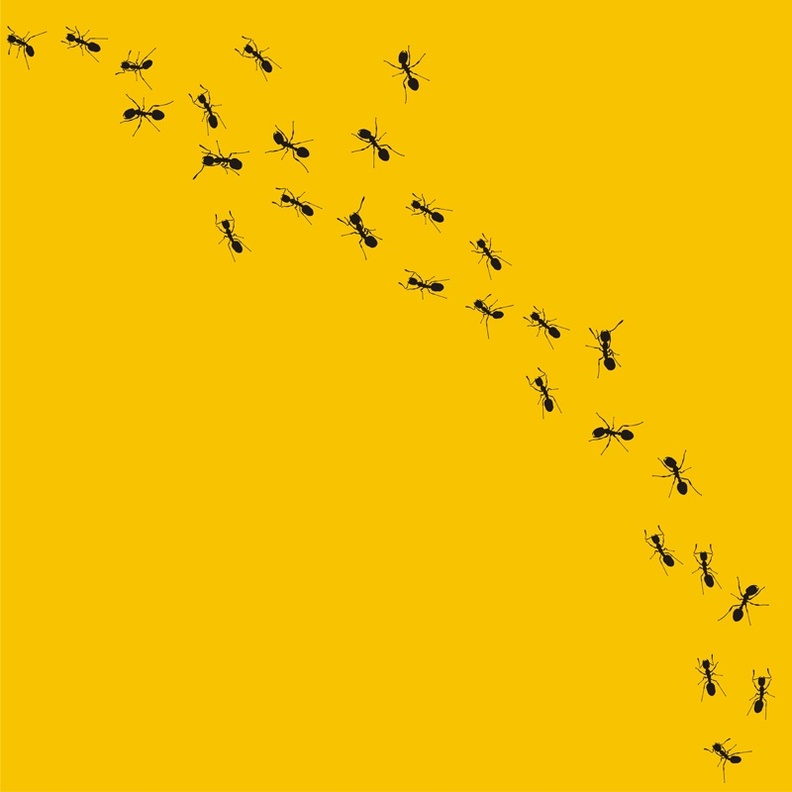 نصائح سهلة للتخلص من النمل في مطبخك