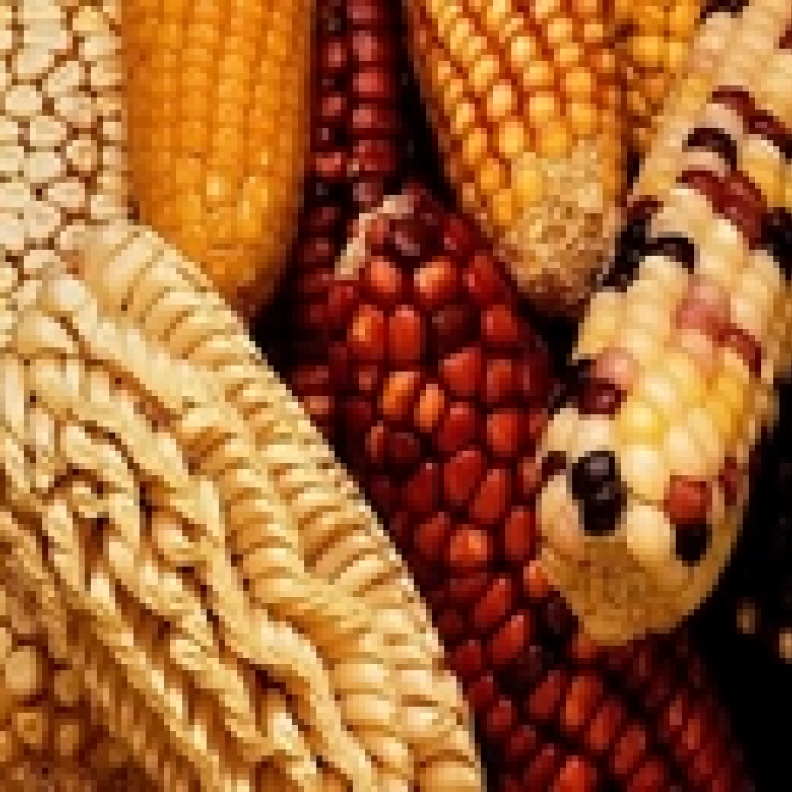 الذرة طعم لذيذة وفوائد كثيرة