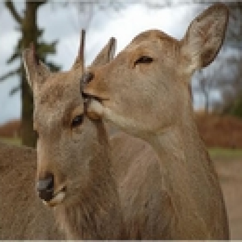 نارا أبرز المدن في خريطة السياحة اليابانية