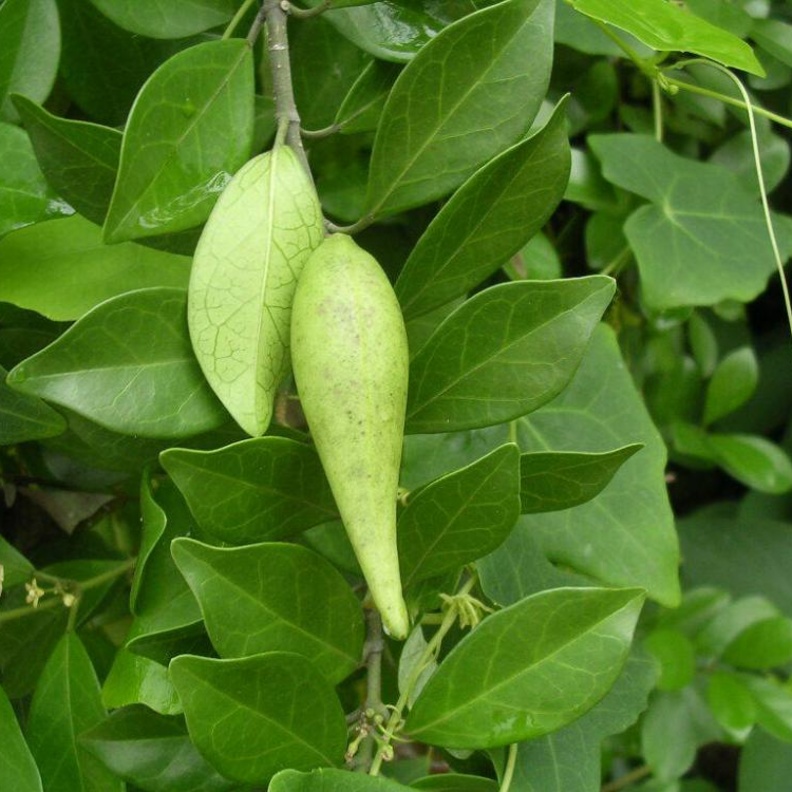 جيمنيما Gymnema