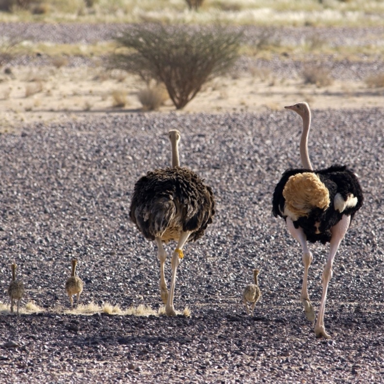 نعام في محمية محازة الصيد