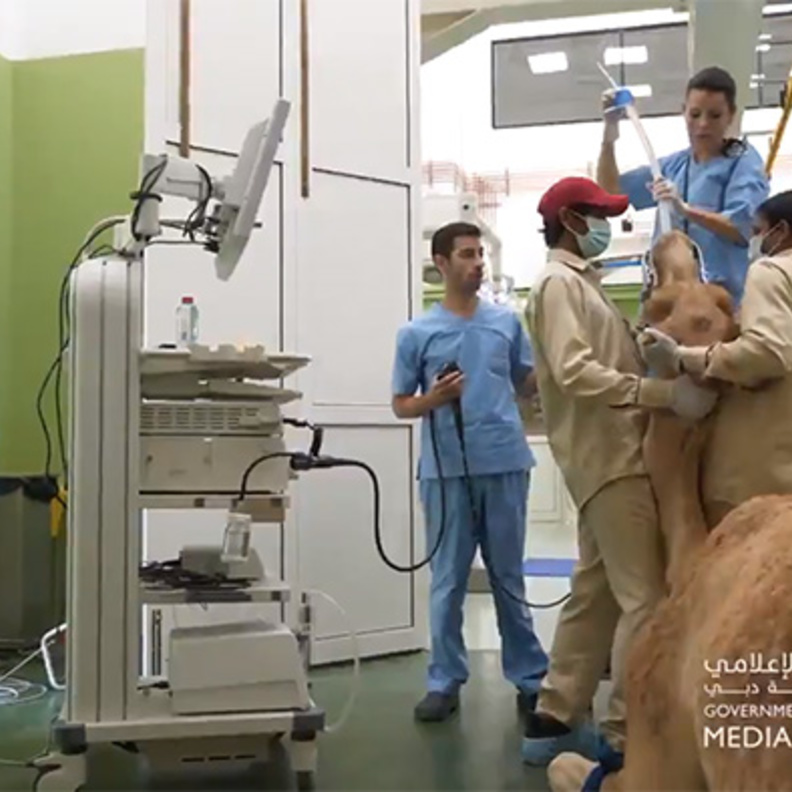 مستشفى دبي للجمال .. أول مستشفى لعلاج الإبل بالعالم