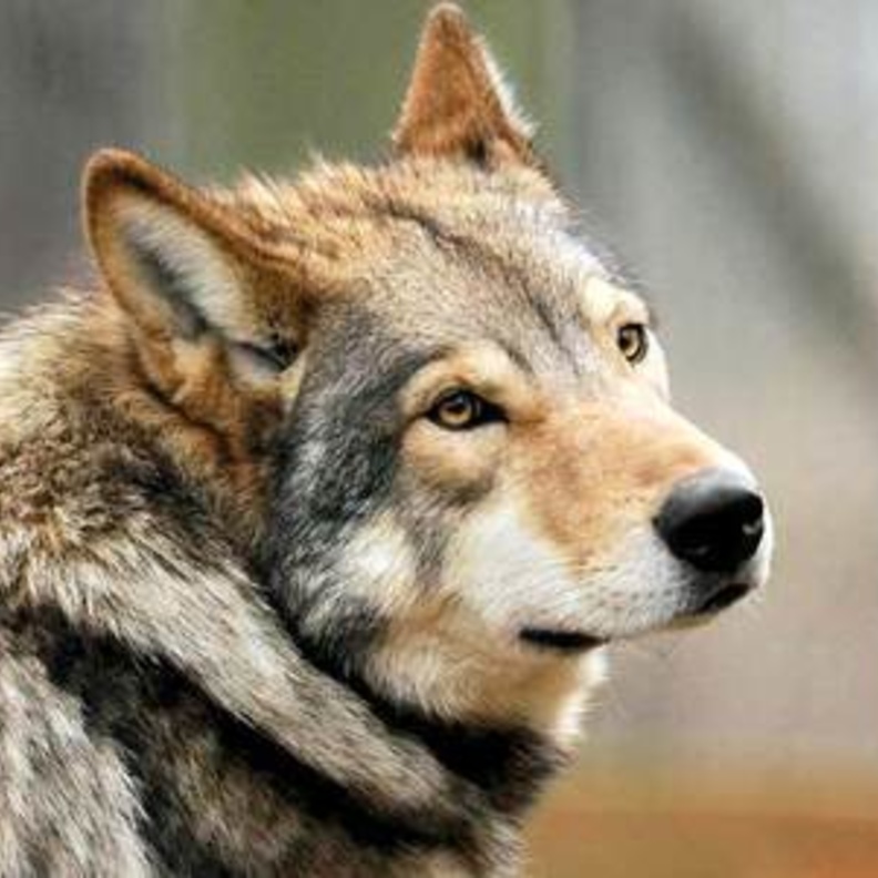 تنامي ظاهرة تربية الحيوانات المفترسة داخل المنازل في الإمارات