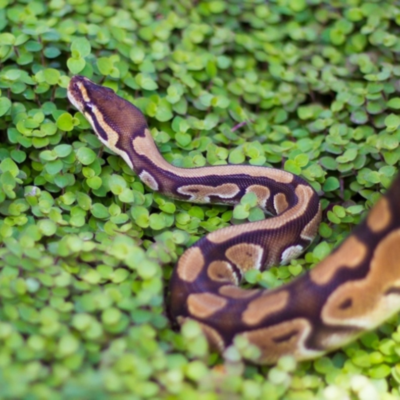 معركة دامية بين ثعبانين للفوز بقلب حية