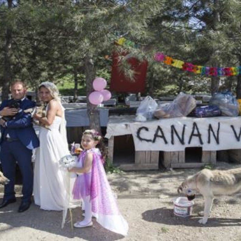 زفاف تركي في ملجأ للحيوانات