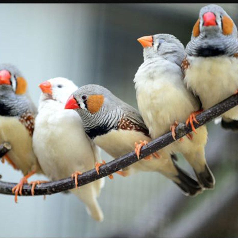 بيئة طبيعية ترفيهية في حديقة ومحمية "وودي بارك" في الرياض