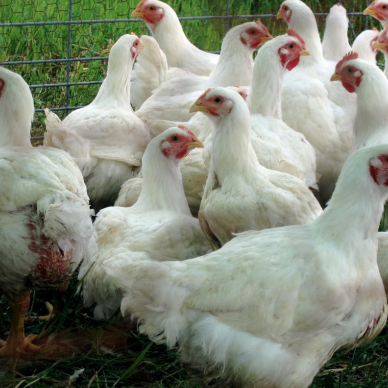 حظر الدجاج من مناطق فرنسية