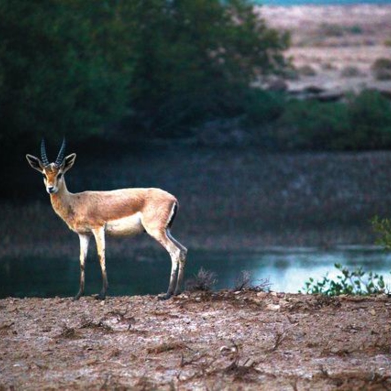 جزيرة السينية في أم القيوين