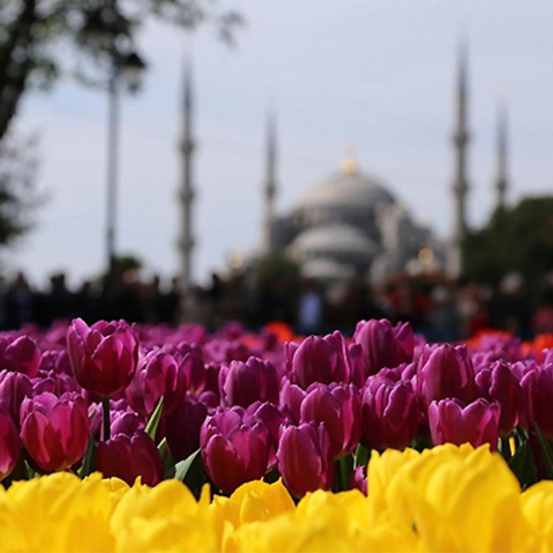 نظرة على مهرجان التوليب في اسطنبول 2016